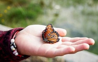 butterfly sitting in a hand